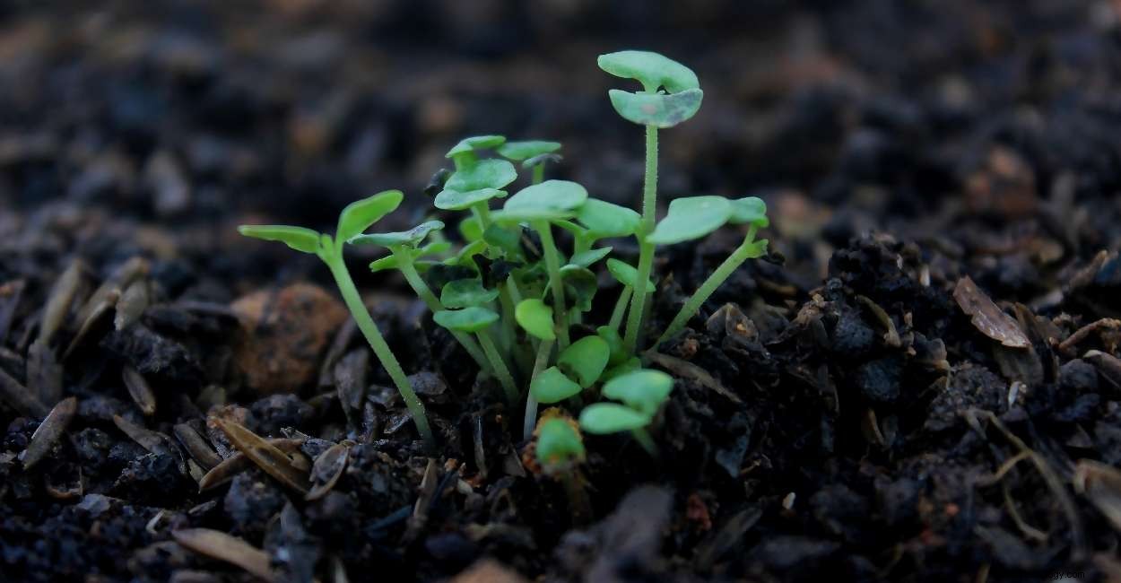 ¿Soñando con plantas? ¡Sepa lo que significa! 