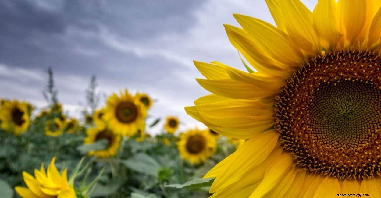 Sueño de girasoles:86 parcelas y sus significados 