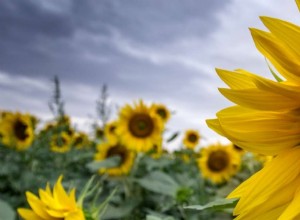 Dream Of Sunflowers:86 parcelles et leurs significations 