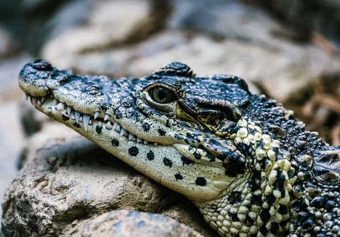 Alligator eller krokodilledrømmebetydning 