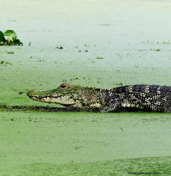 Alligator eller krokodilledrømmebetydning 