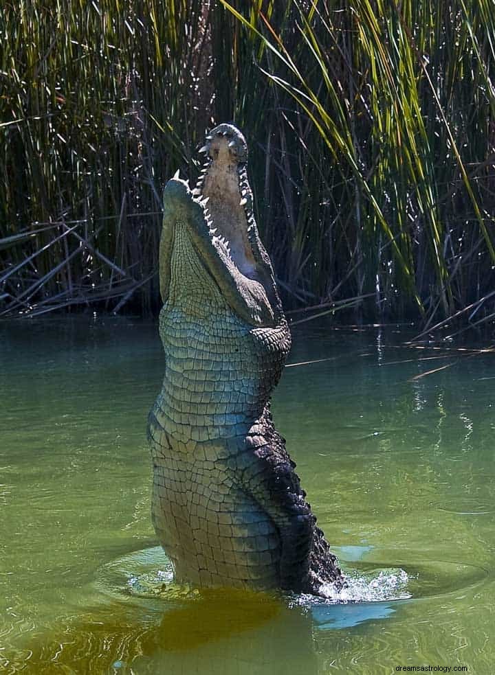 Alligator eller krokodilledrømmebetydning 