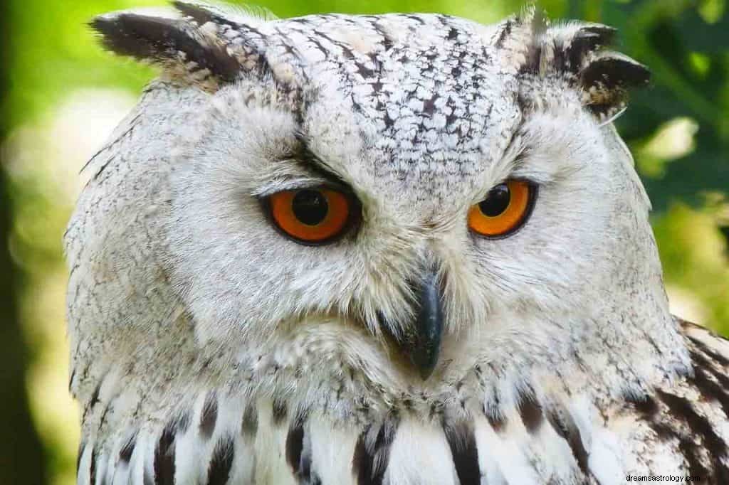 Owl Dream Betydelse 