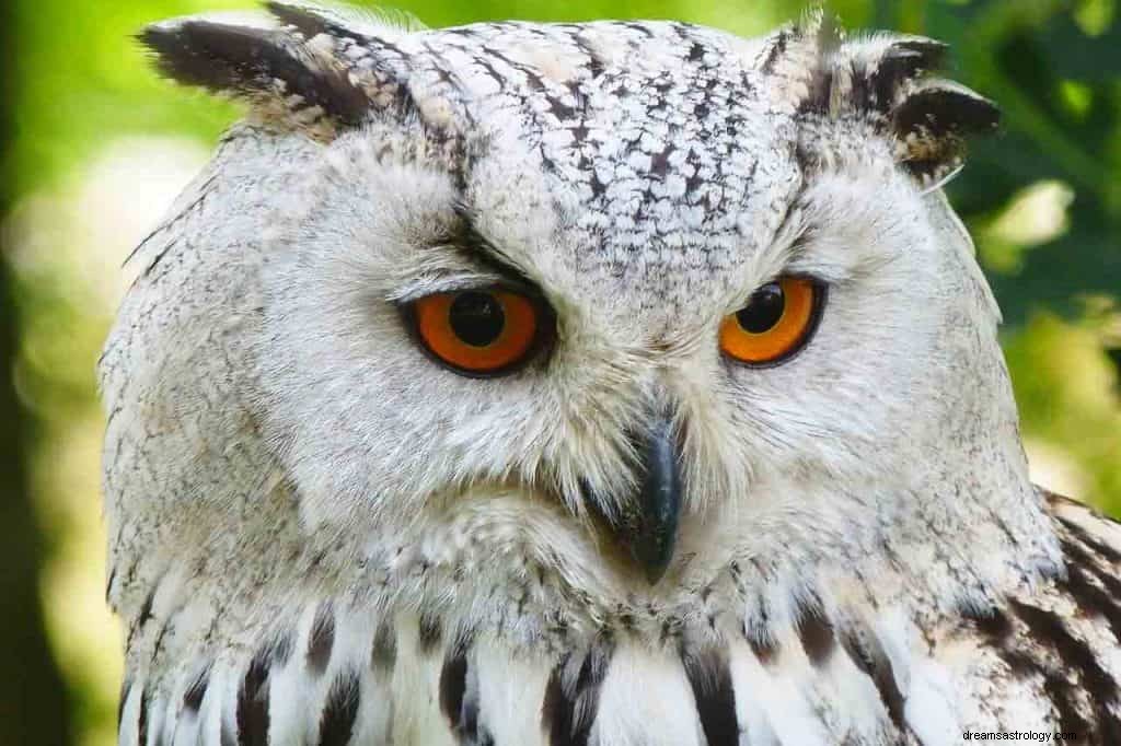 Signification du rêve de hibou 