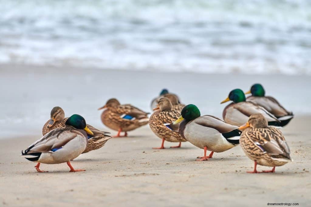 Träumen von Enten Bedeutung 