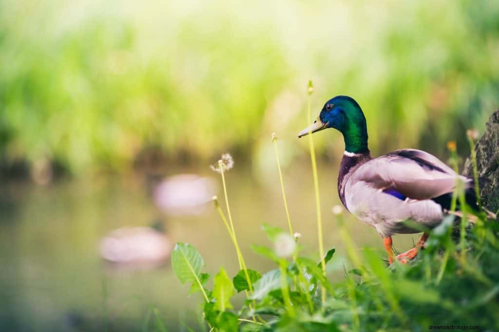 Drömmer om Ducks Meaning 