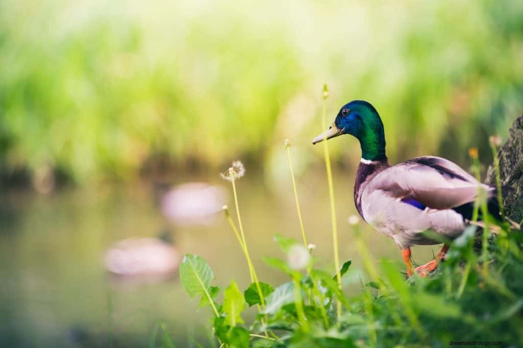 Träumen von Enten Bedeutung 