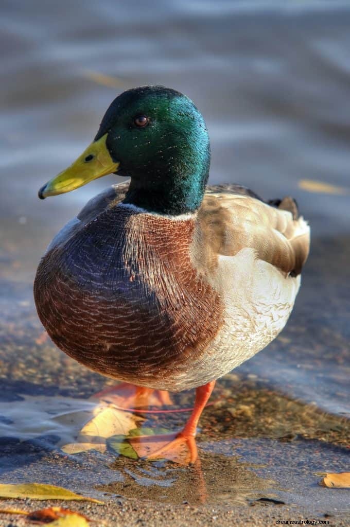 Drømmer om ænder betydning 