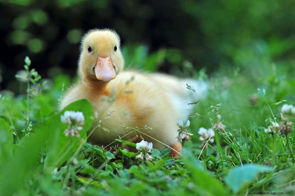 Significado de sonhar com pato 