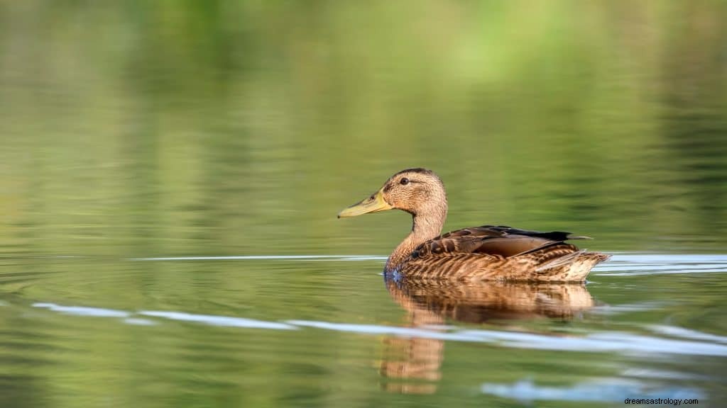 Drømmer om Ducks Meaning 