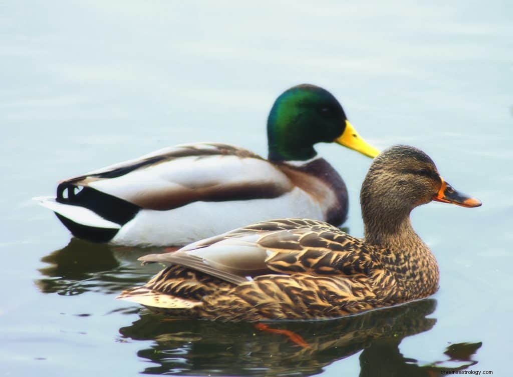 Drömmer om Ducks Meaning 