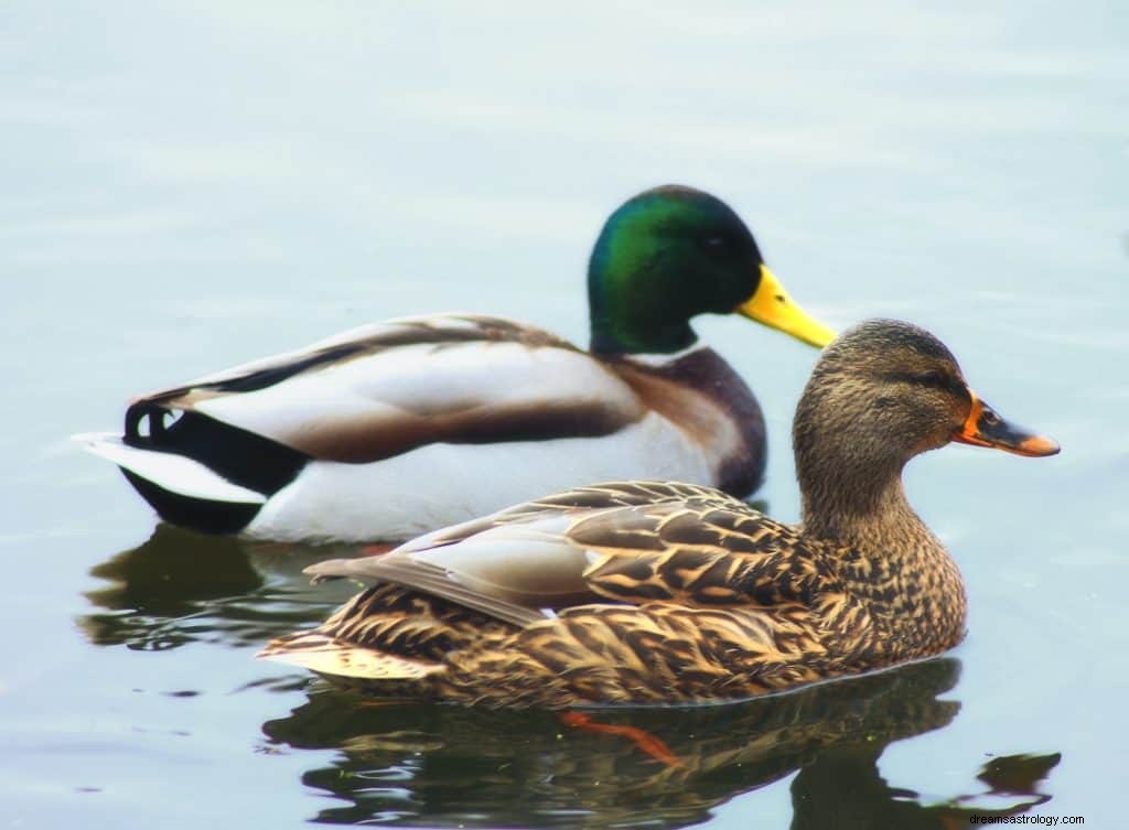 Arti Mimpi Melihat Bebek 