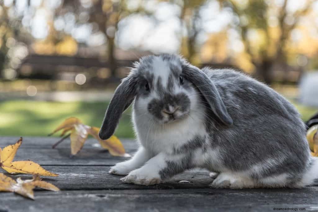 Kaniner symbolik og drømmebetydning 