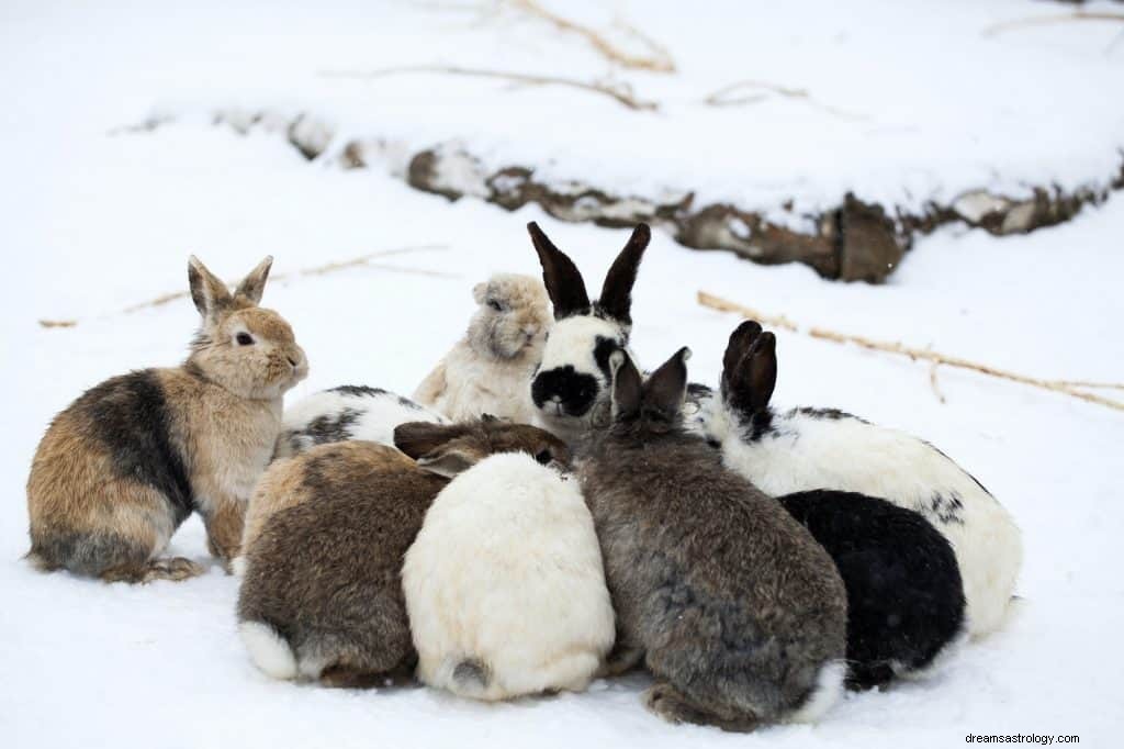 ウサギの象徴と夢の意味 