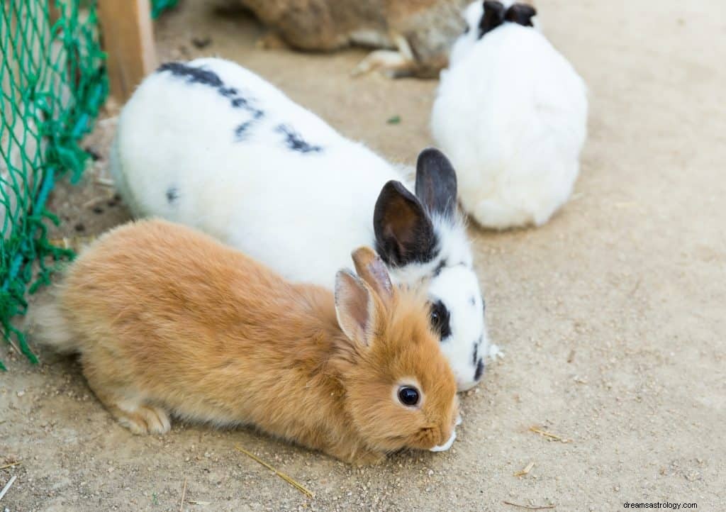 Simbolismo de Conejos y Significado de Soñar 