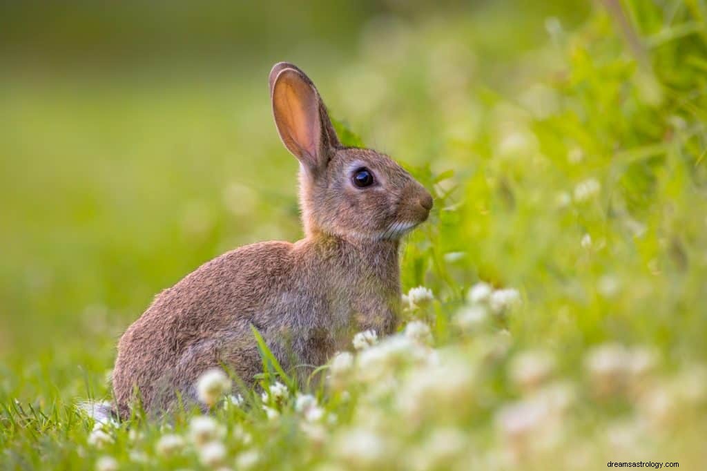 Simbolismo dei conigli e significato dei sogni 