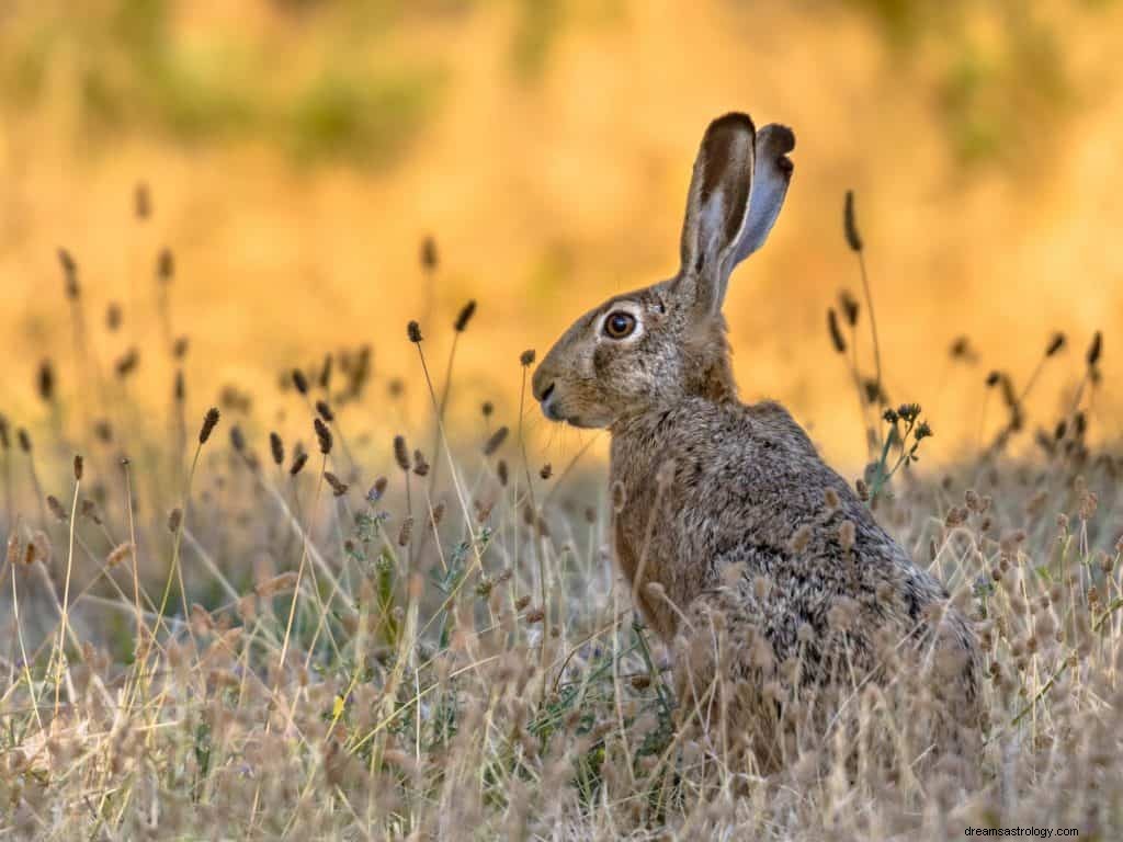 Simbolismo de Conejos y Significado de Soñar 