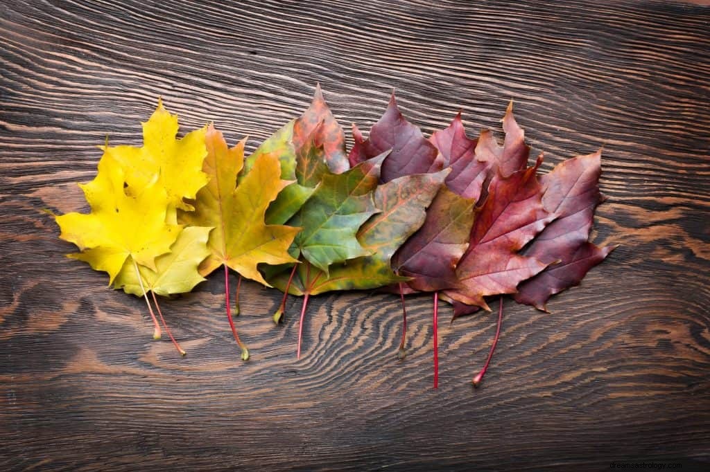 Signification des feuilles dans les rêves 