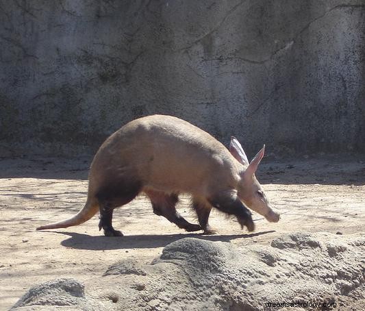 Significado dos sonhos com aardvark 