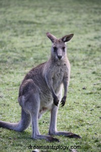 Znaczenie snu kangura 