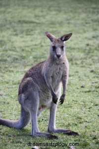 カンガルーの夢の意味 