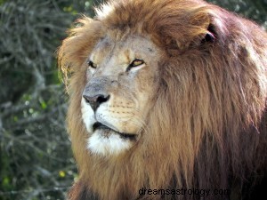 Droominterpretatie en betekenis van leeuw of leeuwin 