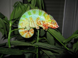 Význam snu chameleona 