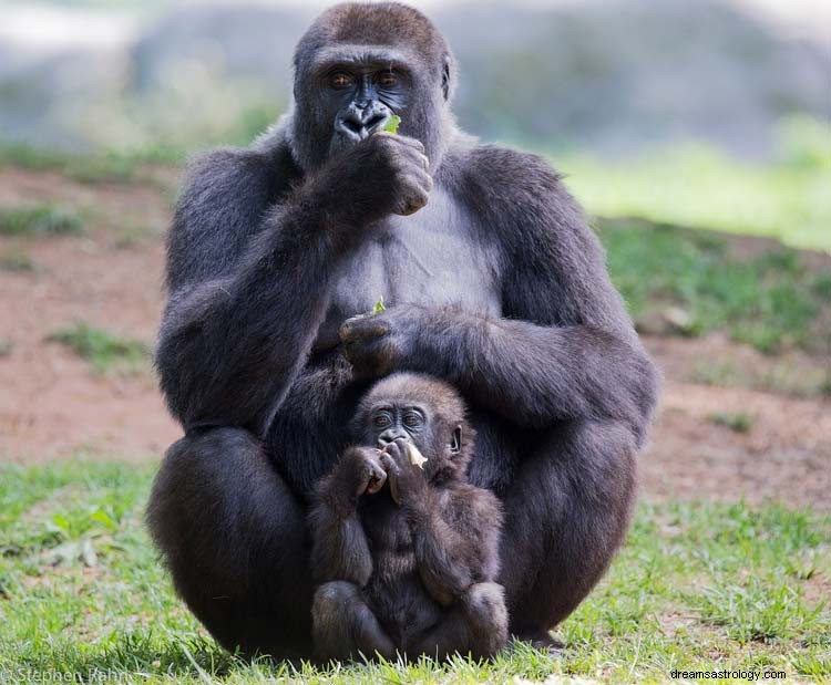 Ape &Gorilla Drømmebetydning 
