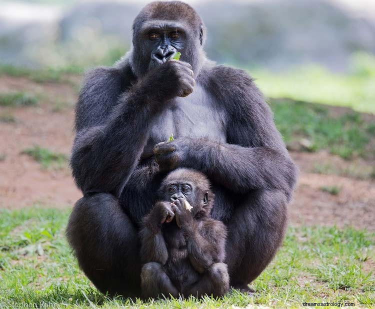 Significato dei sogni di scimmia e gorilla 