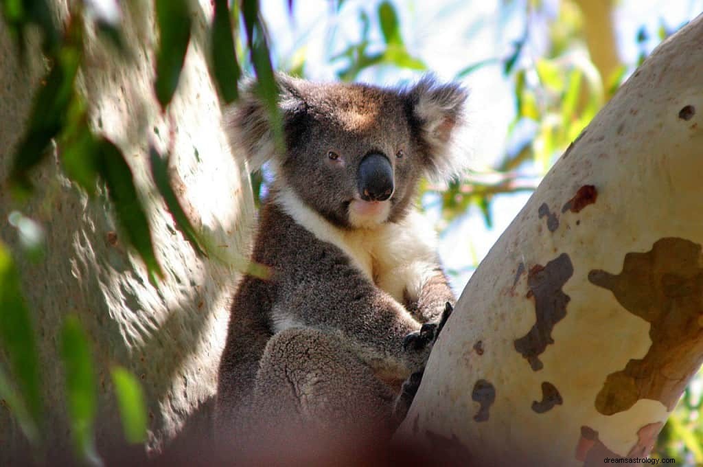 Significado de soñar con Oso Koala 