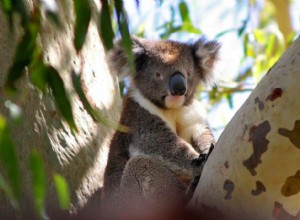Význam snu medvěda koala 