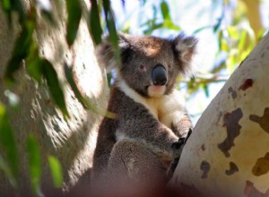 Signification du rêve d un ours koala 