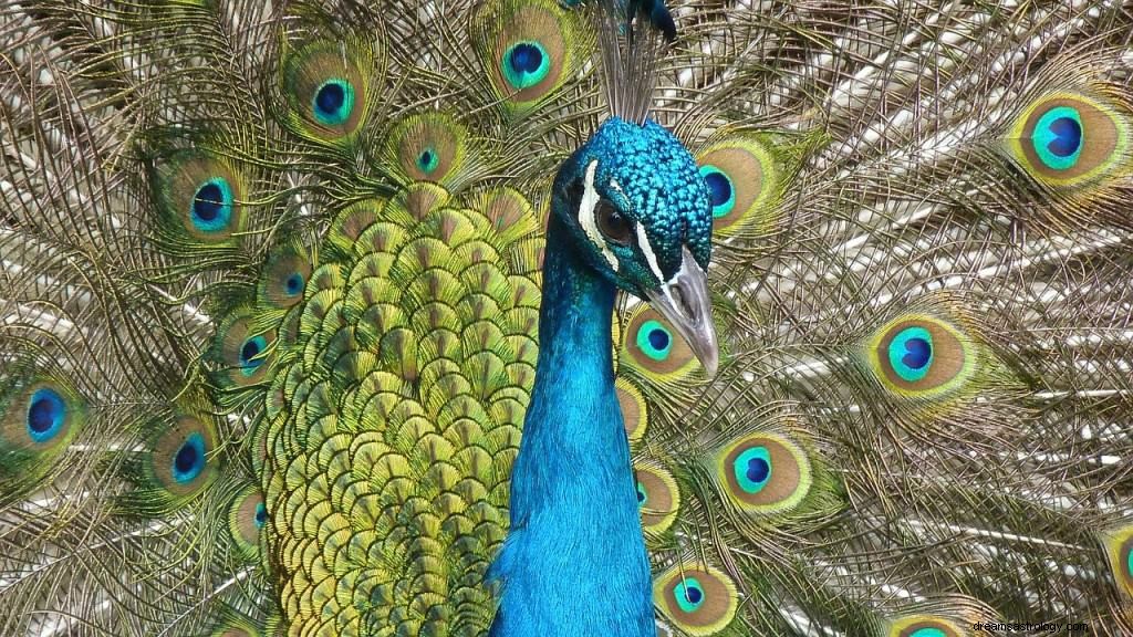 Pfau Symbolik und Bedeutung 