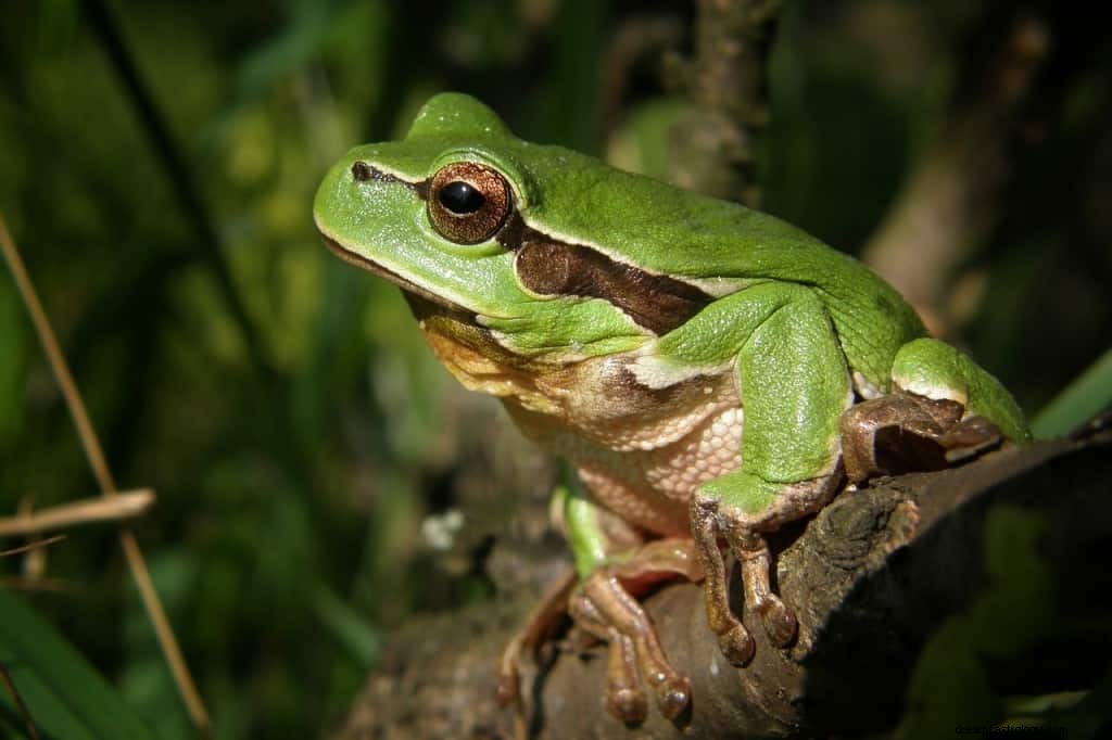 Significato del simbolo del sogno della rana 