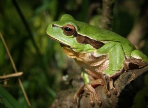 Signification du symbole du rêve de grenouille 