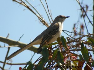 Signification du rêve d oiseau moqueur 