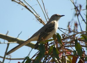 Mockingbird drömmening 