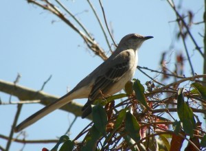 Signification du rêve d oiseau moqueur 