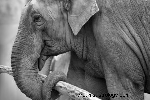 Símbolo de elefante y significado de soñar 