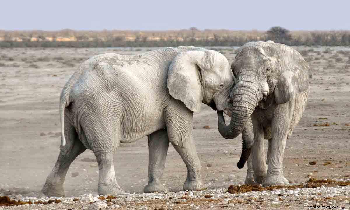 Símbolo de elefante y significado de soñar 