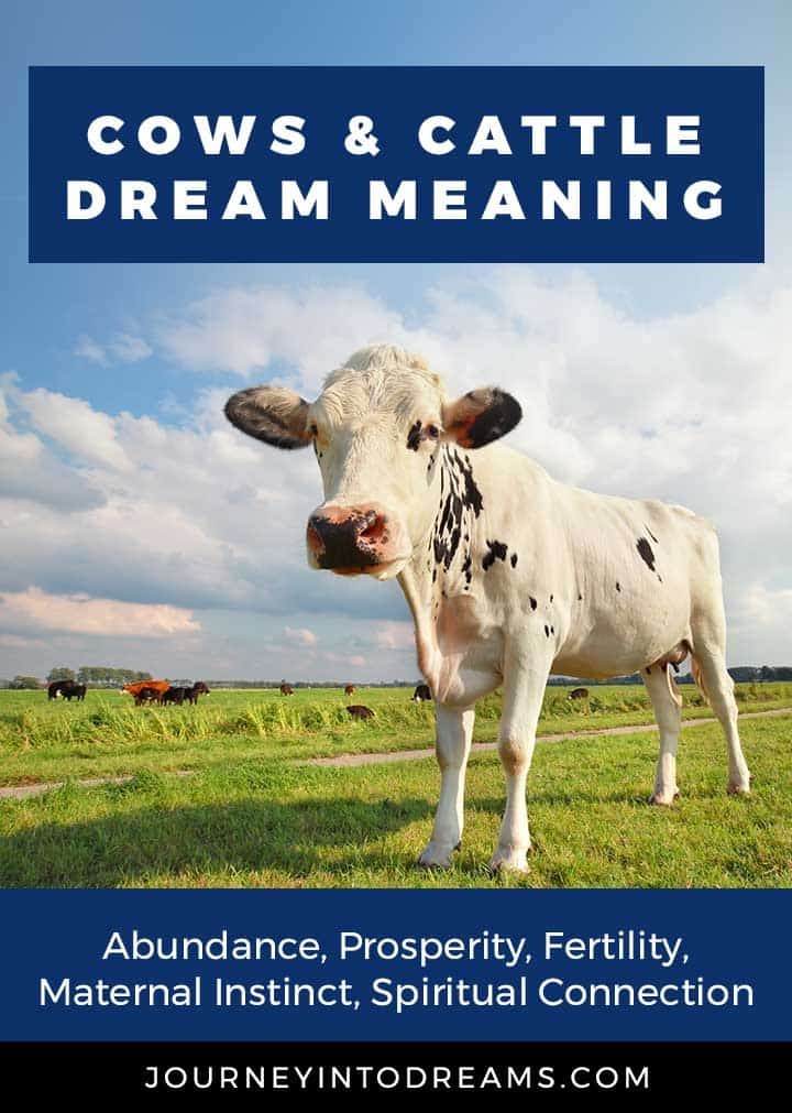 Význam snů pro krávy a dobytek 
