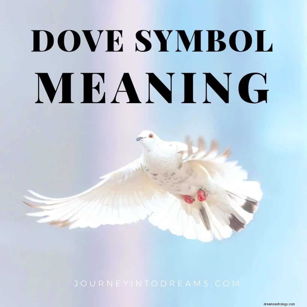 Symbolika holubice a význam holubů 