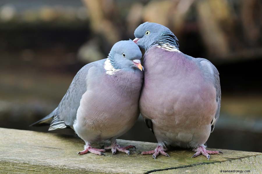 Simbolismo della colomba e significato del piccione 
