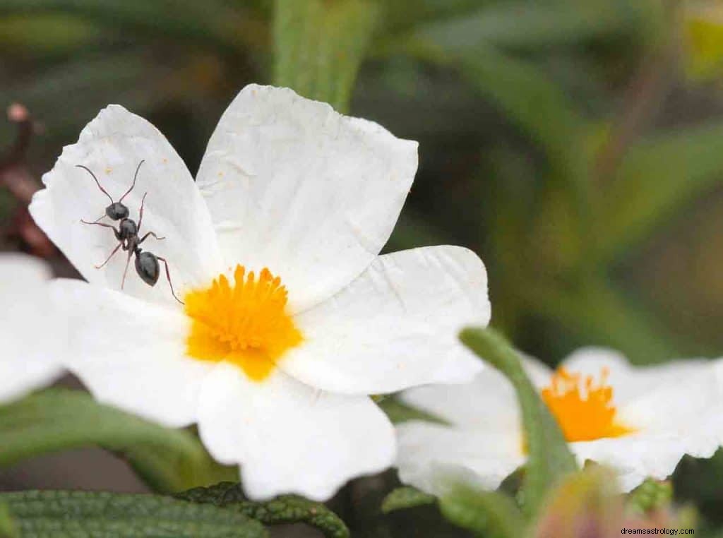 Mrówki Sen Znaczenie i symbolika 