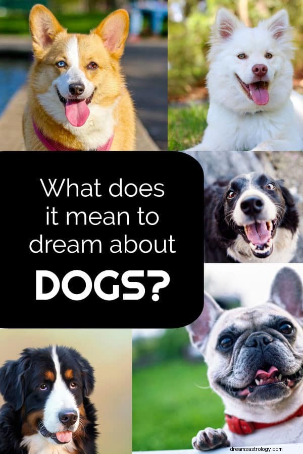 Hund och valp drömmening 