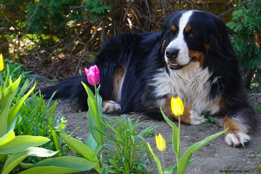 Droombetekenis voor hond en puppy 