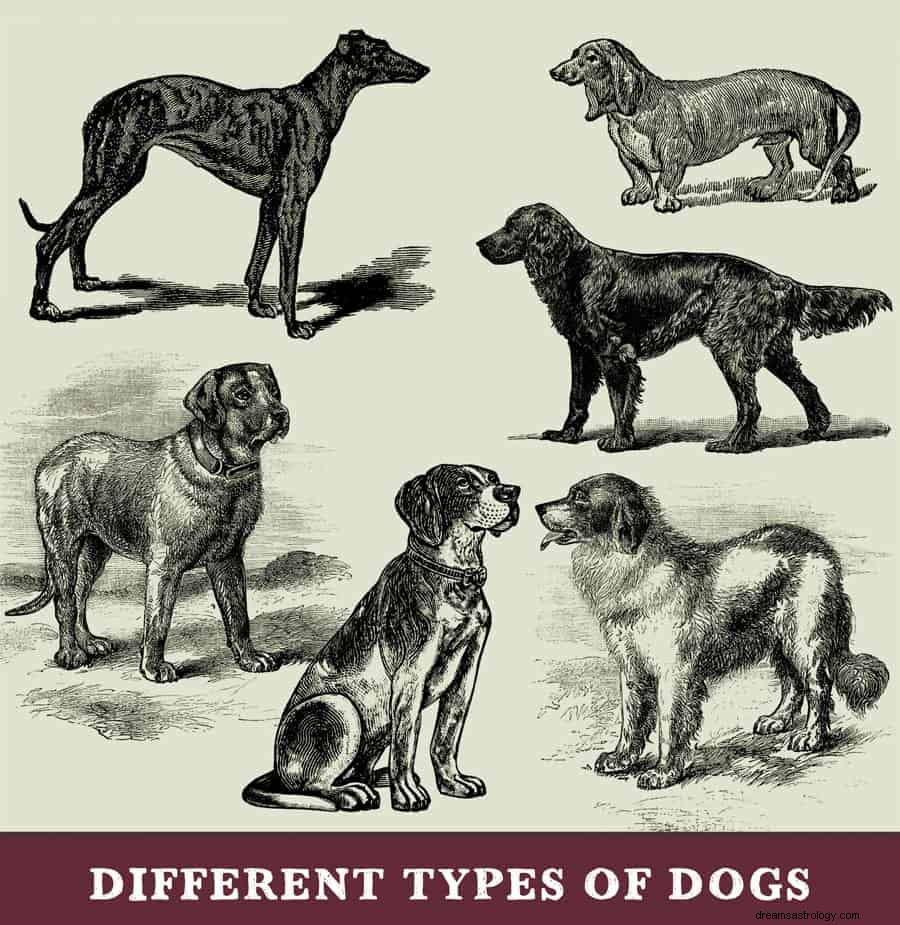 Significato dei sogni di cane e cucciolo 