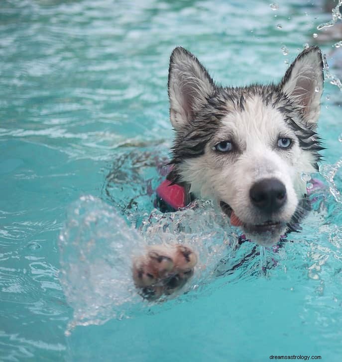 Hund och valp drömmening 