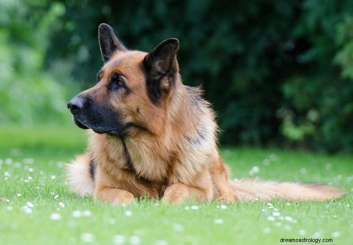 Hund og valp drømmebetydning 