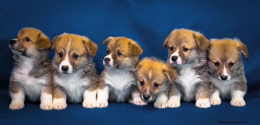 Droombetekenis voor hond en puppy 